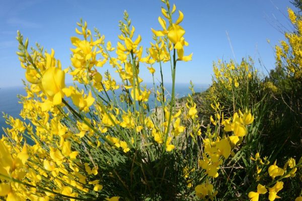 Broom - San Bartolo - Marche - Italy