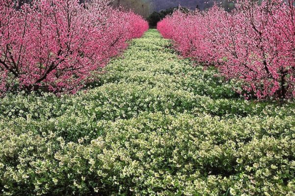 Flowery field - Marche - Italy