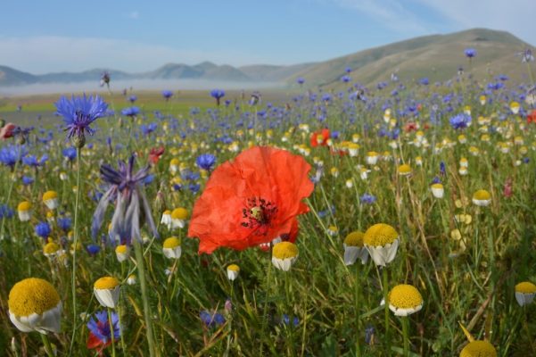 Flowery filed Sibillini - Marche - Italy