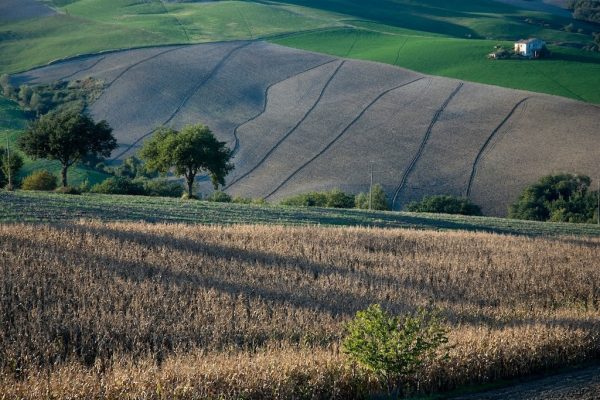 Hills - Cesane - Marche - Italy