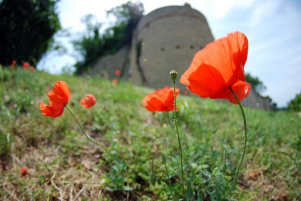 Poppies - Fiorenzuola - Marche - Italy