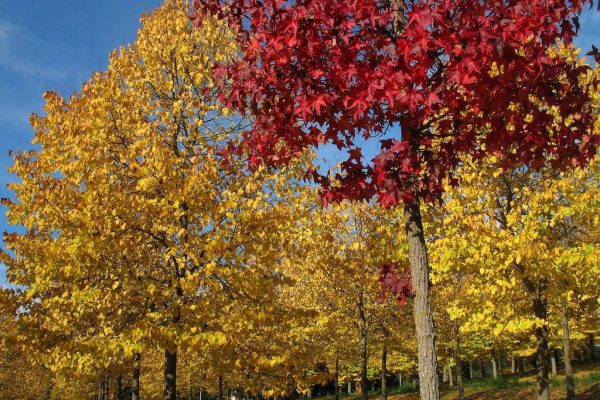 Red Maple - Furlo - Marche - Italy