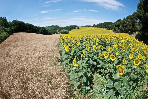 Sunflowers field - Marche - Italy