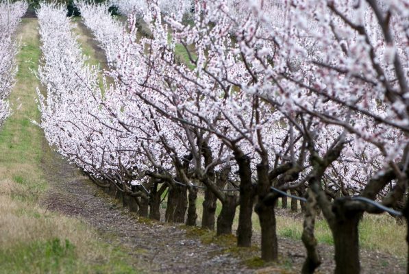 flowery peach trees - Marche - Italy