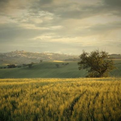 wheat field Macerata - Marche - Italy